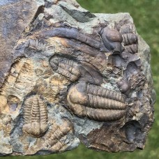 Ellipsocephalus hoffi